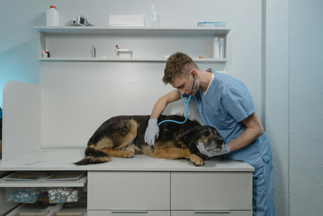 Veterinary Equipment For The Best Animal Care